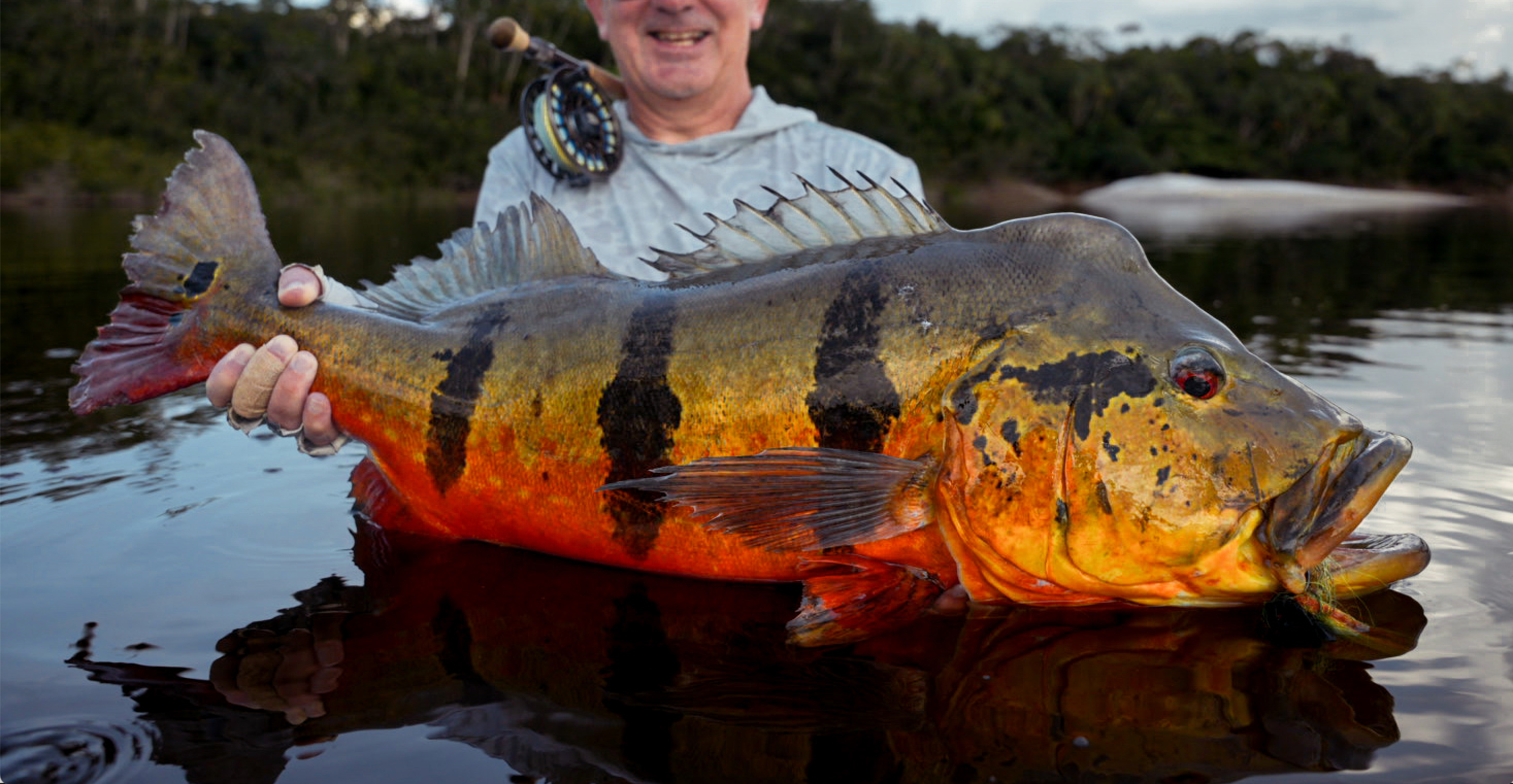 Peacock Bass – Anglers All