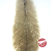 Nature's Spirit Ostrich Plumes