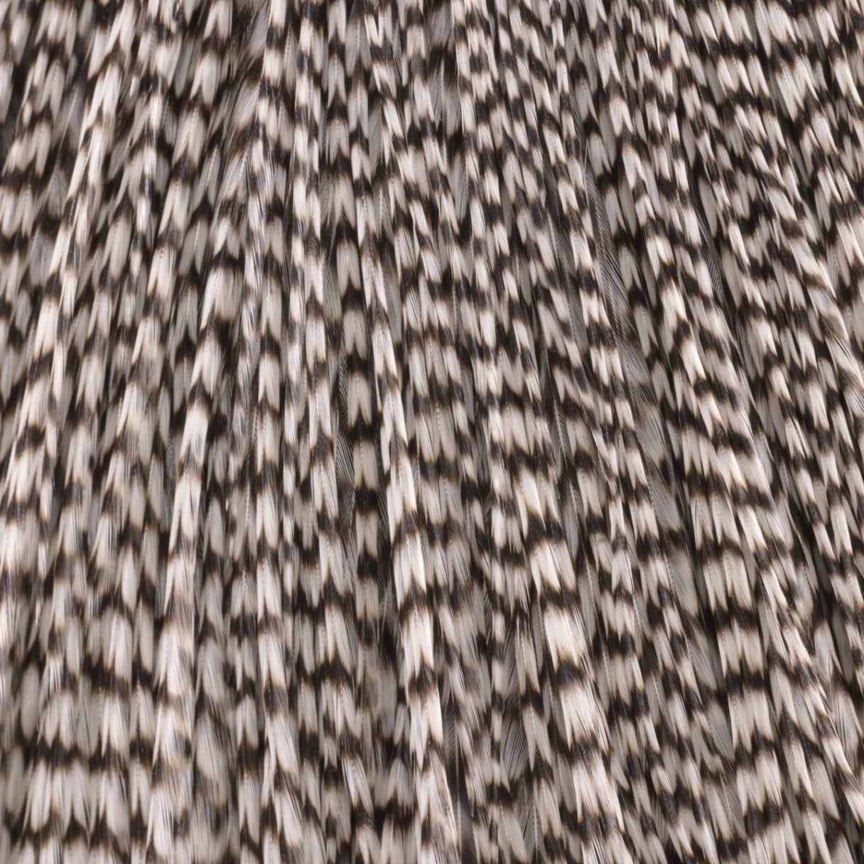Whiting Farms Rooster Dry Fly Cape - Silver Grade