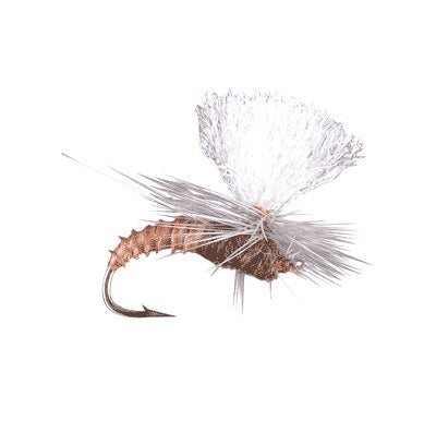 Christiaens' GT Adult - MFC Fly