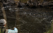 Sage Sense Fly Rod