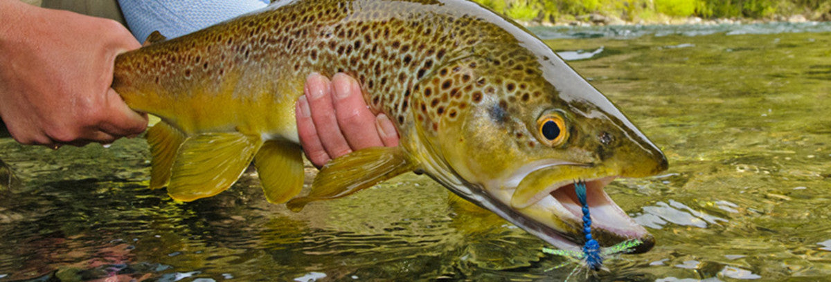 Angling Adventures in Argentina and the Andes