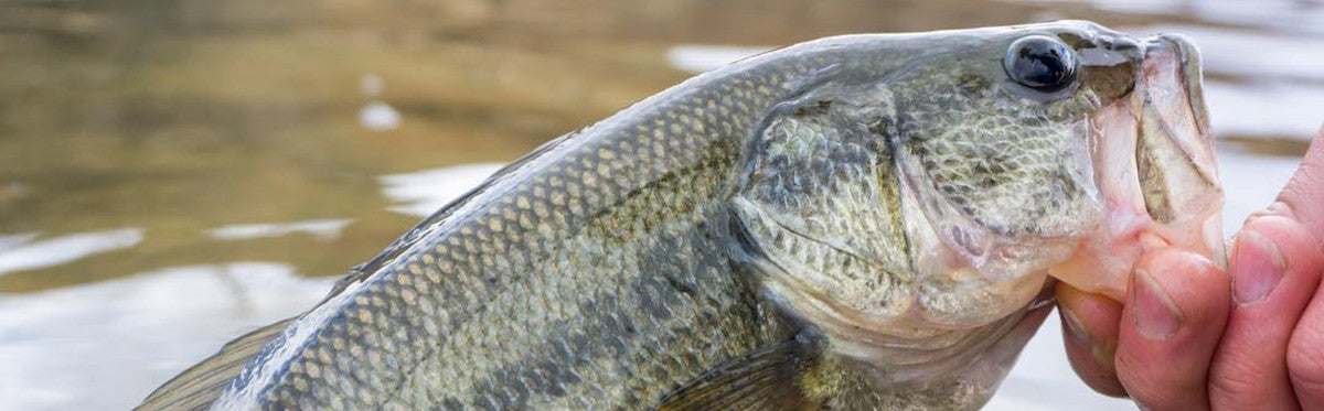 Keeping it Close To Home: Pike, Bass and Panfish on the Fly