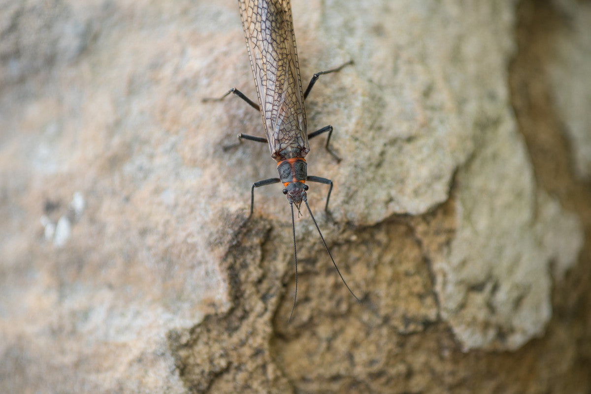 What You Need to Know About the Salmonfly Hatch in Colorado