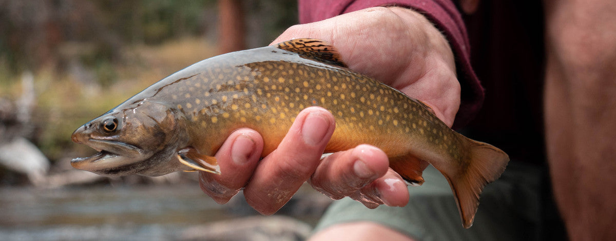 Small Water Fly Fishing - Part #1
