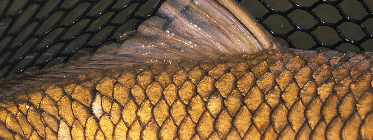 Fly Fishing For Warmwater Species on the Front Range