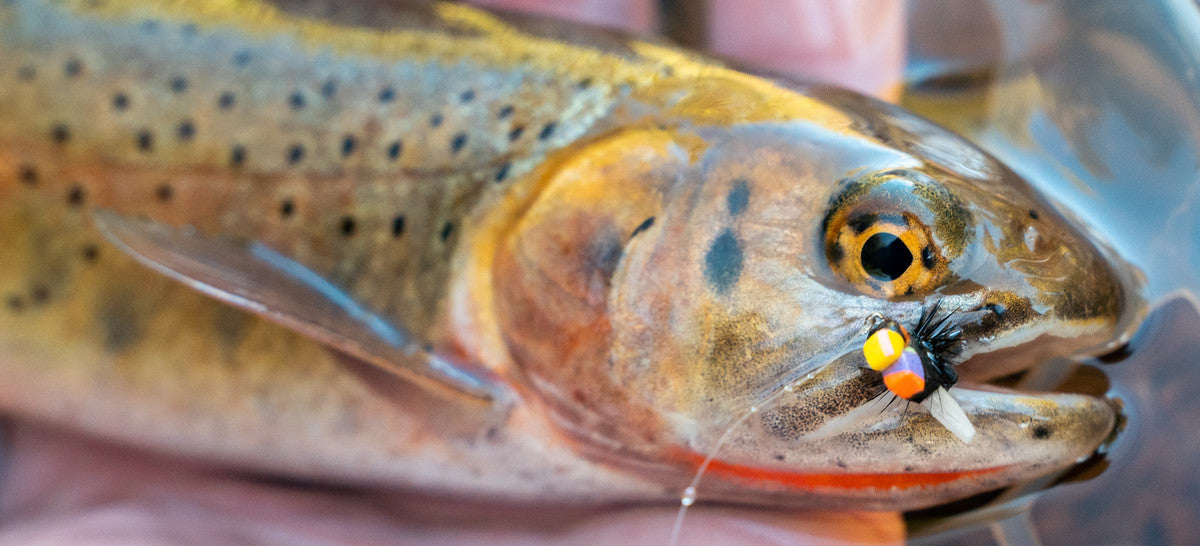 The Anglers All Crew Shares Our Favorite Hopper-Dropper Rigs