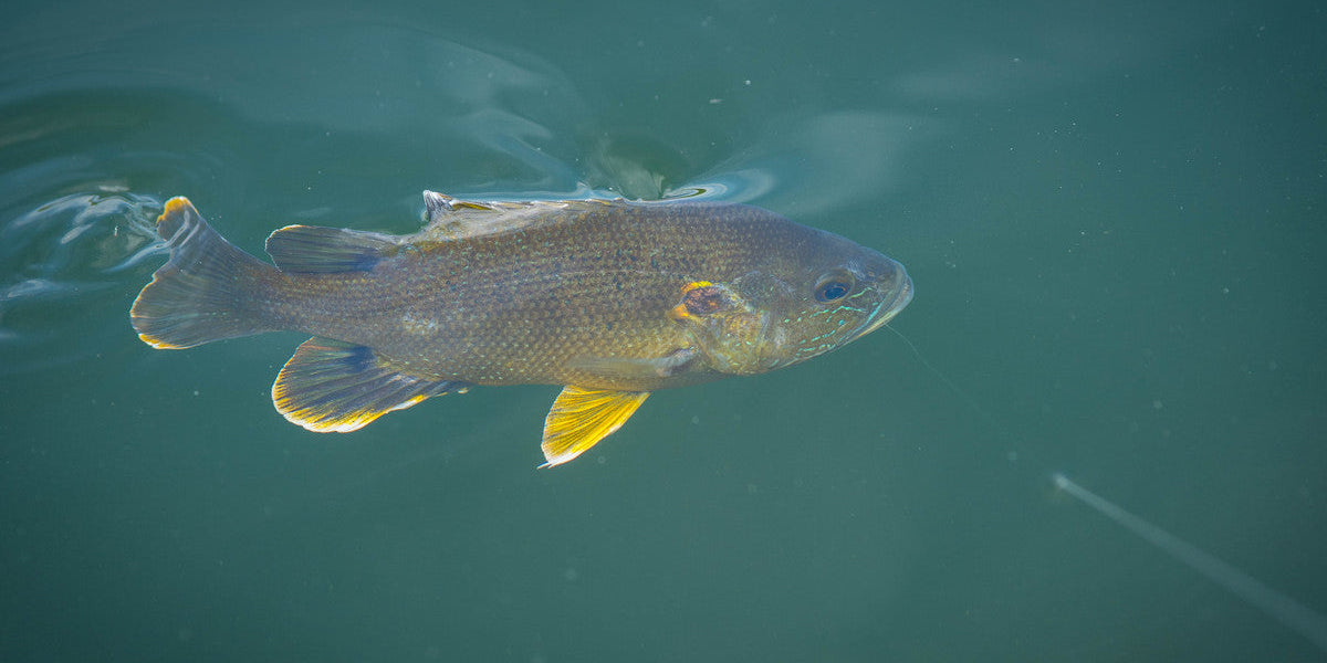Our Favorite Multi-Species Fly Patterns