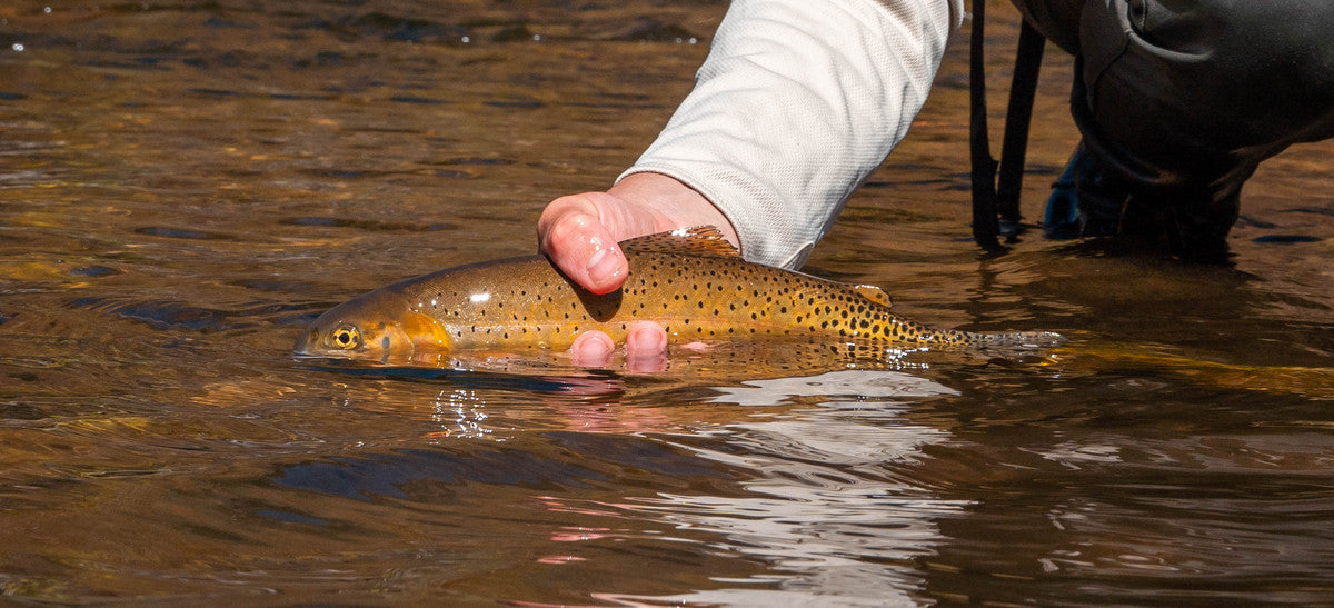 Summer Fishing: Gunnison Gorge and Flat Tops with Ben Baxter
