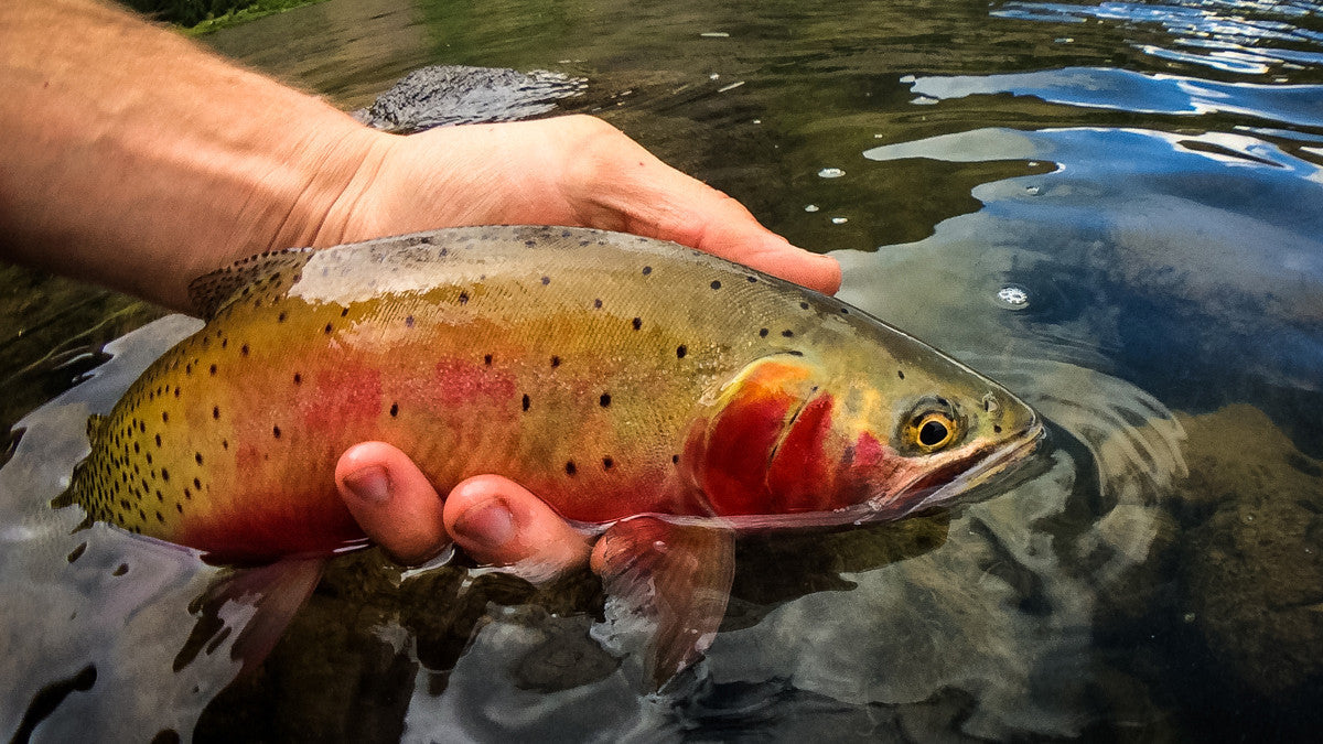 How to Find Summer Fishing without the Crowds