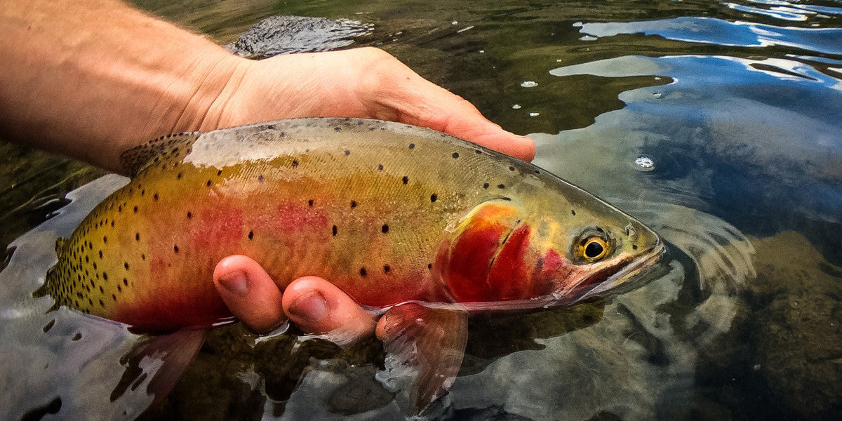 How to Find Summer Fishing without the Crowds