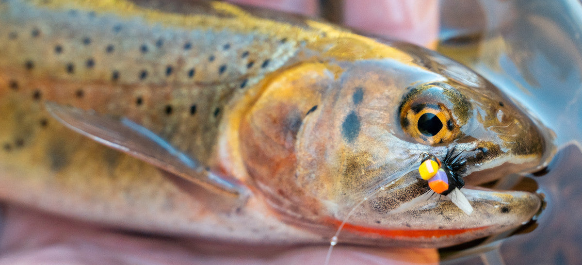 Working with Foam: A Fly Tying 101 Guide