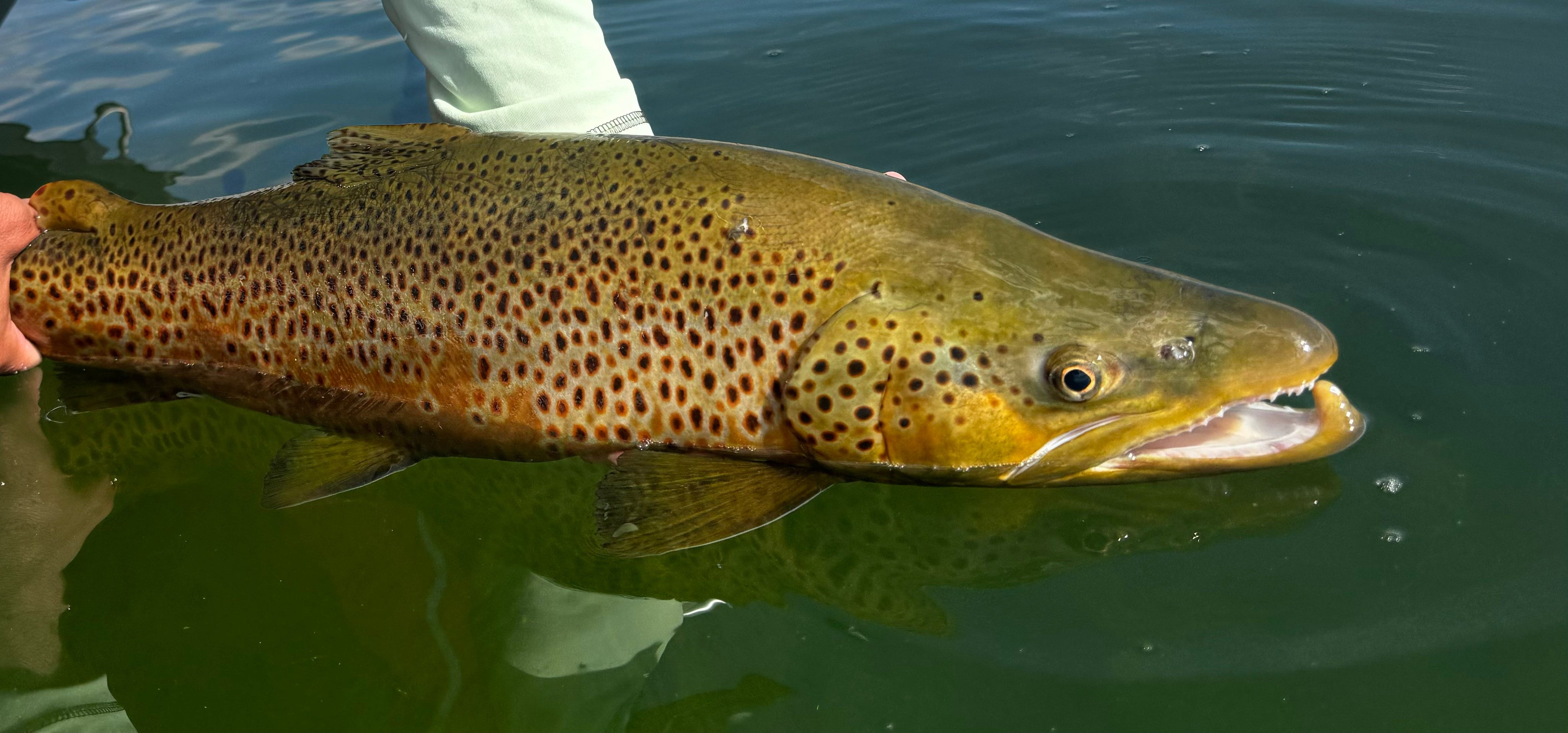 How To Skip The Boat Ramp with Colorado Trout Hunters