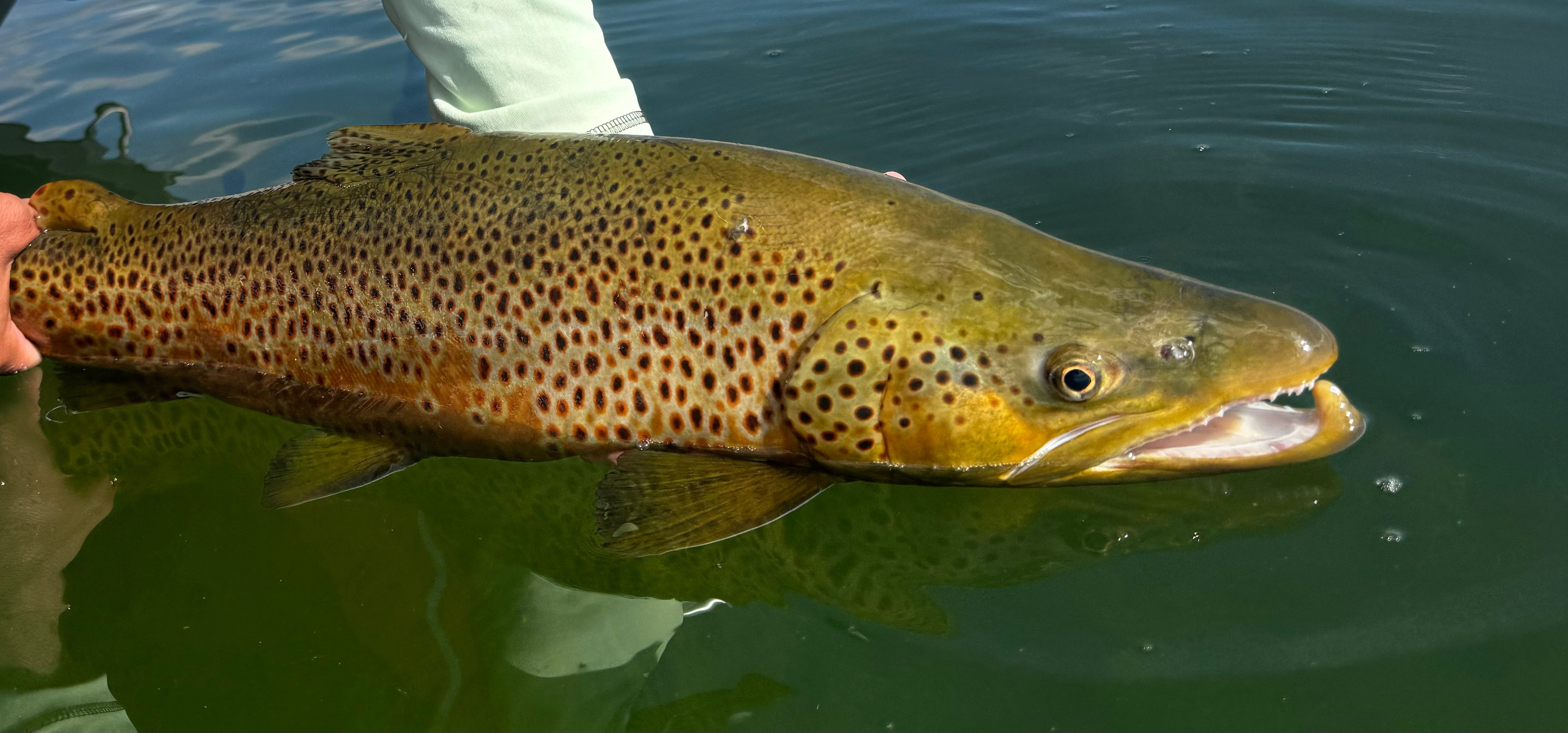 How To Skip The Boat Ramp with Colorado Trout Hunters