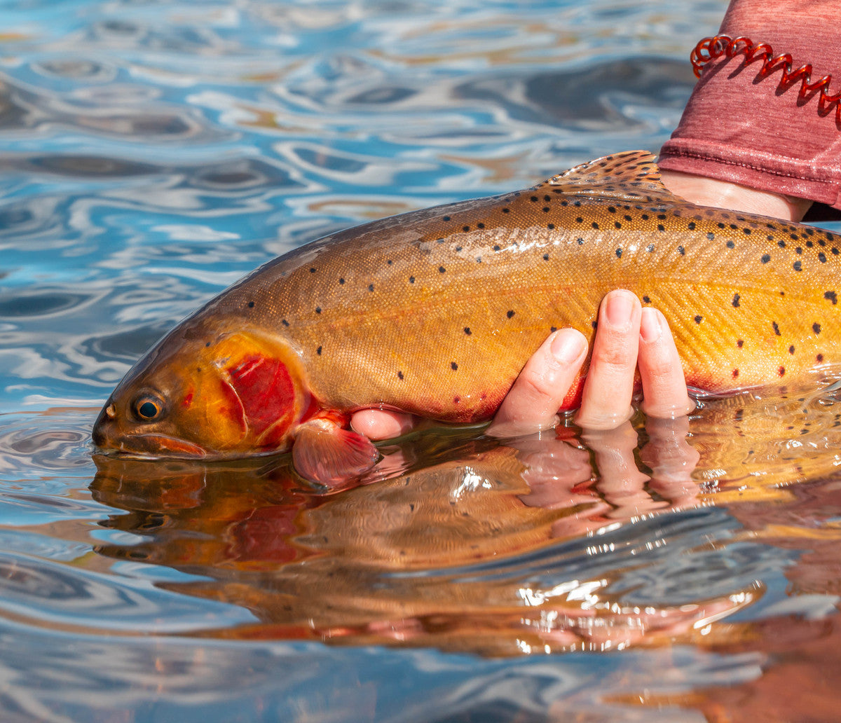 3 Things to Remember when Planning A High Alpine Lake Fishing Trip