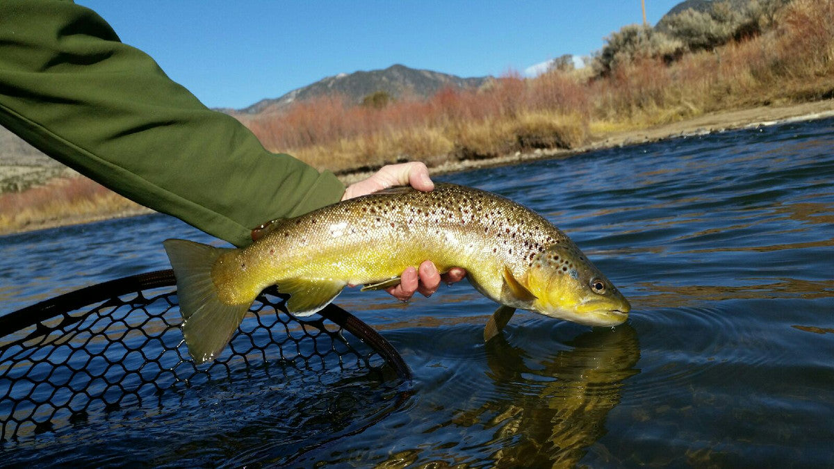 Low Water vs. High Water Tactics for Trout