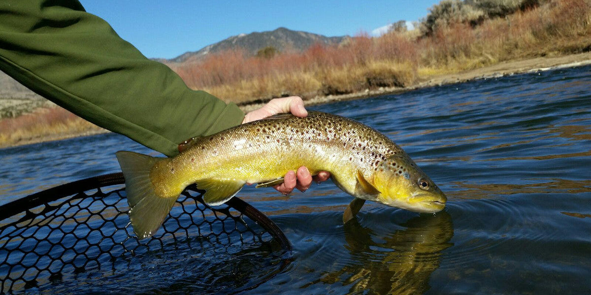 Low Water vs. High Water Tactics for Trout