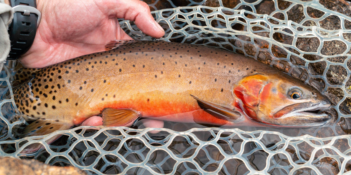 Our Favorite Terrestrials for Summer Dry Fly Fishing