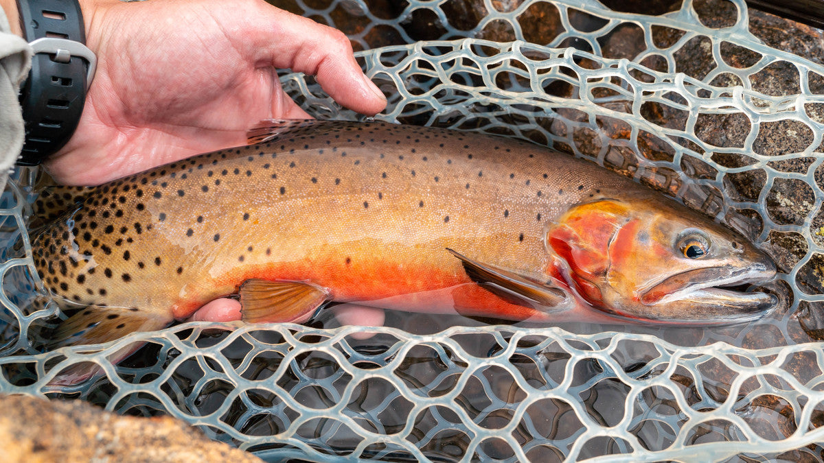 Our Favorite Terrestrials for Summer Dry Fly Fishing