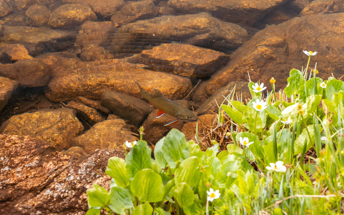 Colorado High Country Fly Fishing Essentials