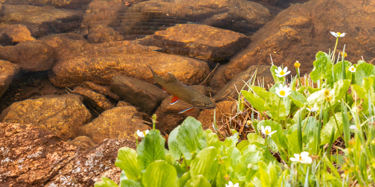 Colorado High Country Fly Fishing Essentials