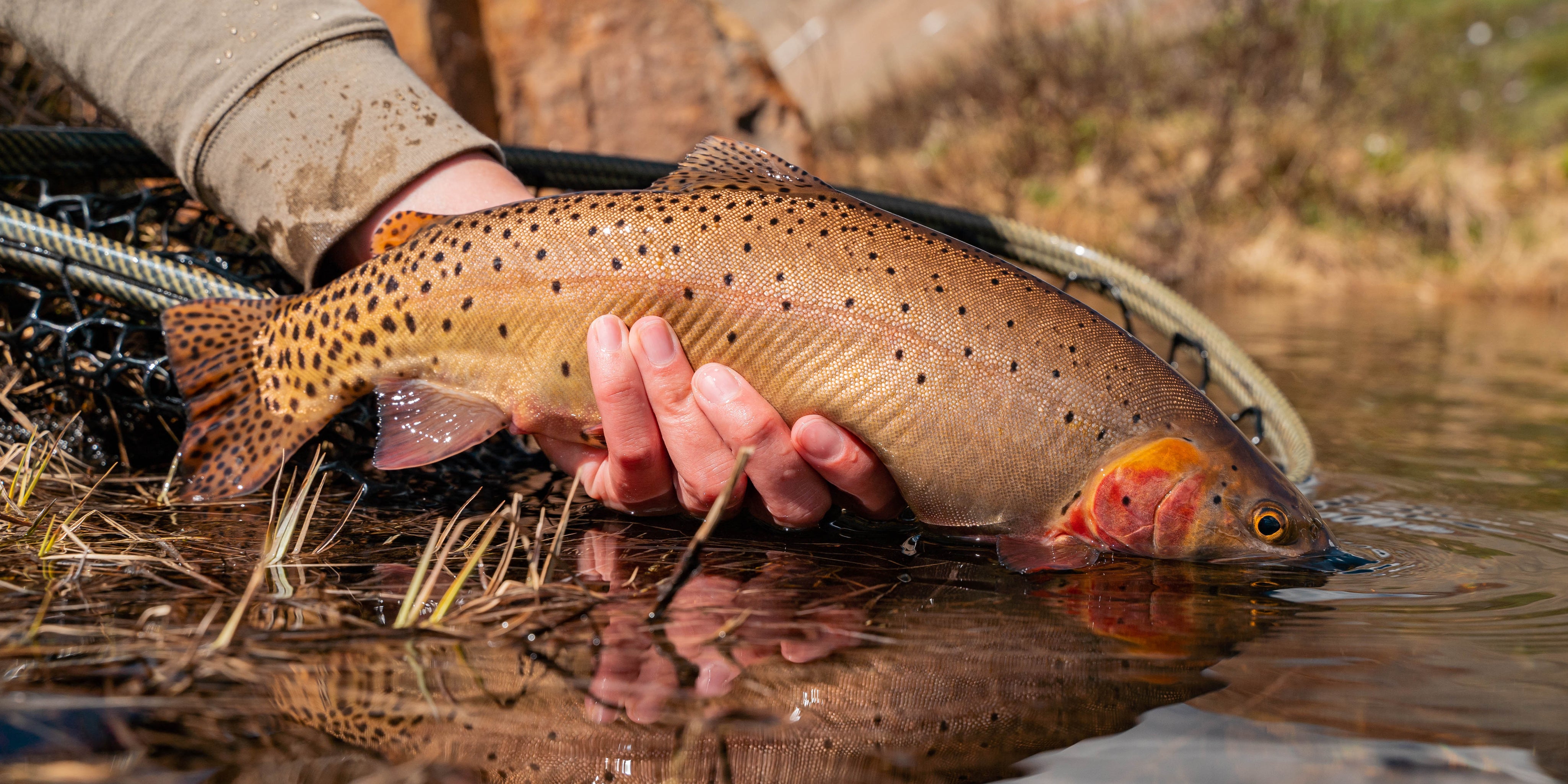 10 Favorite Flies for Summer Fishing in the Colorado High Country