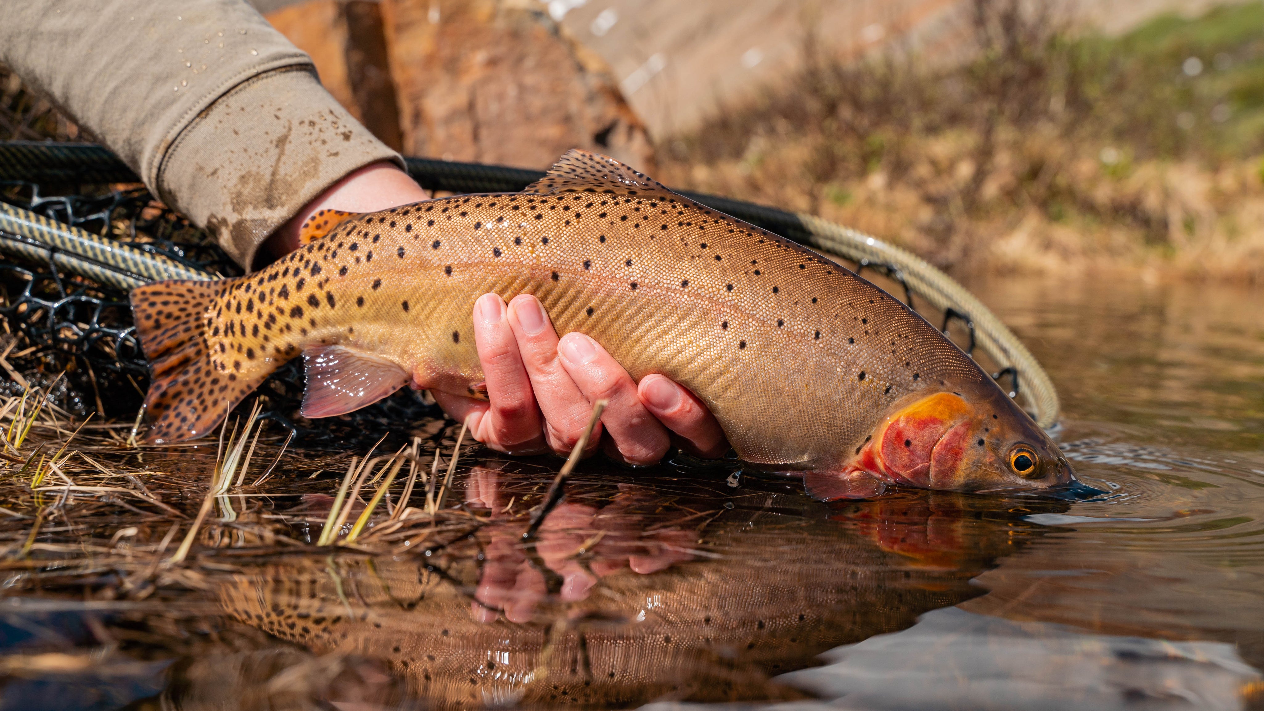 10 Favorite Flies for Summer Fishing in the Colorado High Country