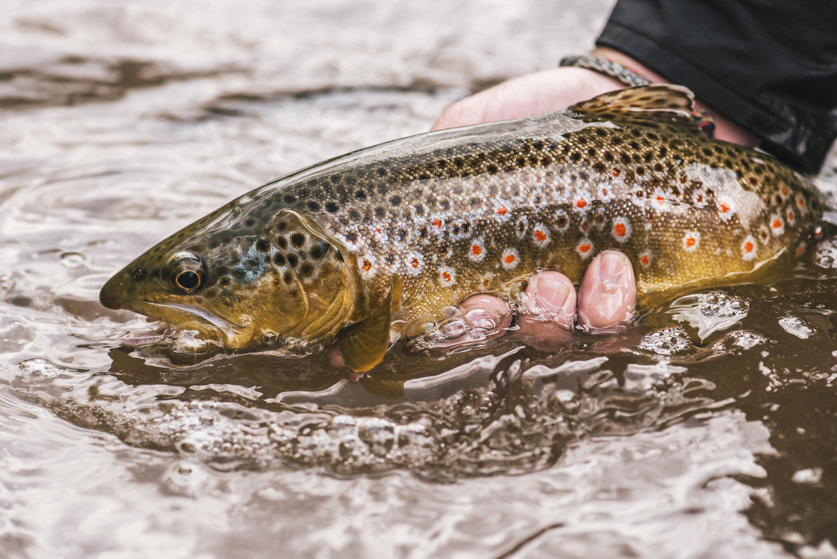 5 Tips for Fly Fishing After Labor Day