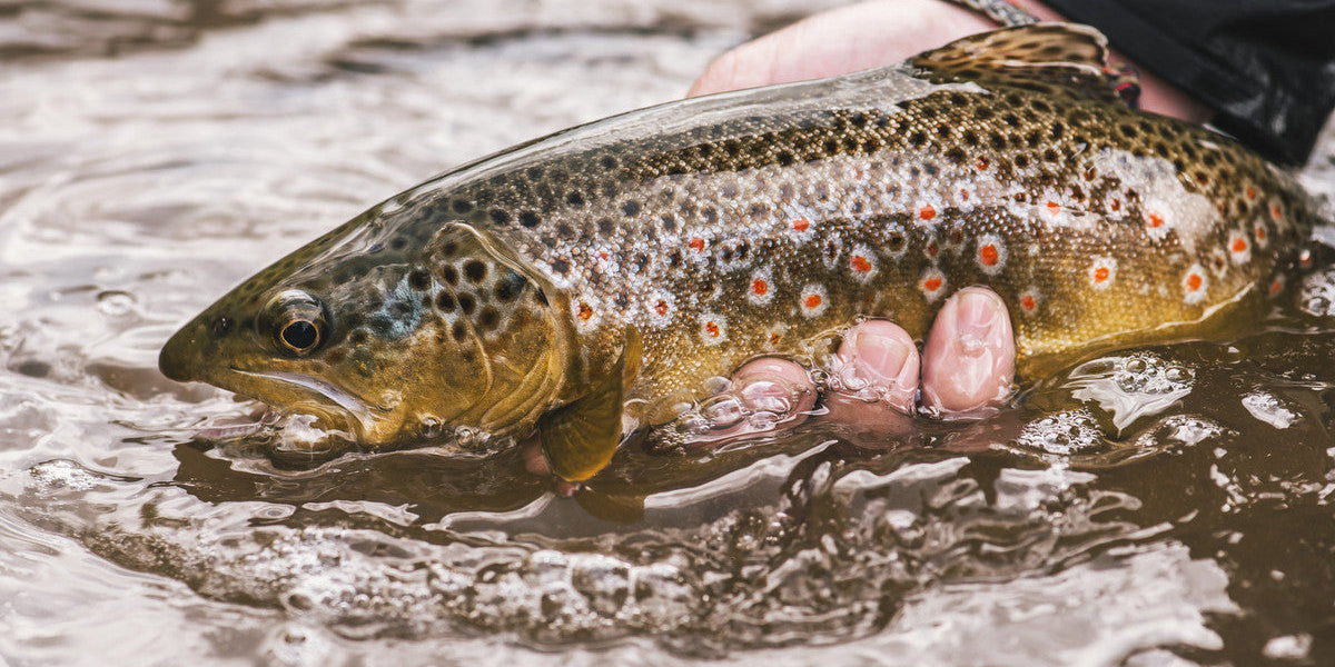 5 Tips for Fly Fishing After Labor Day