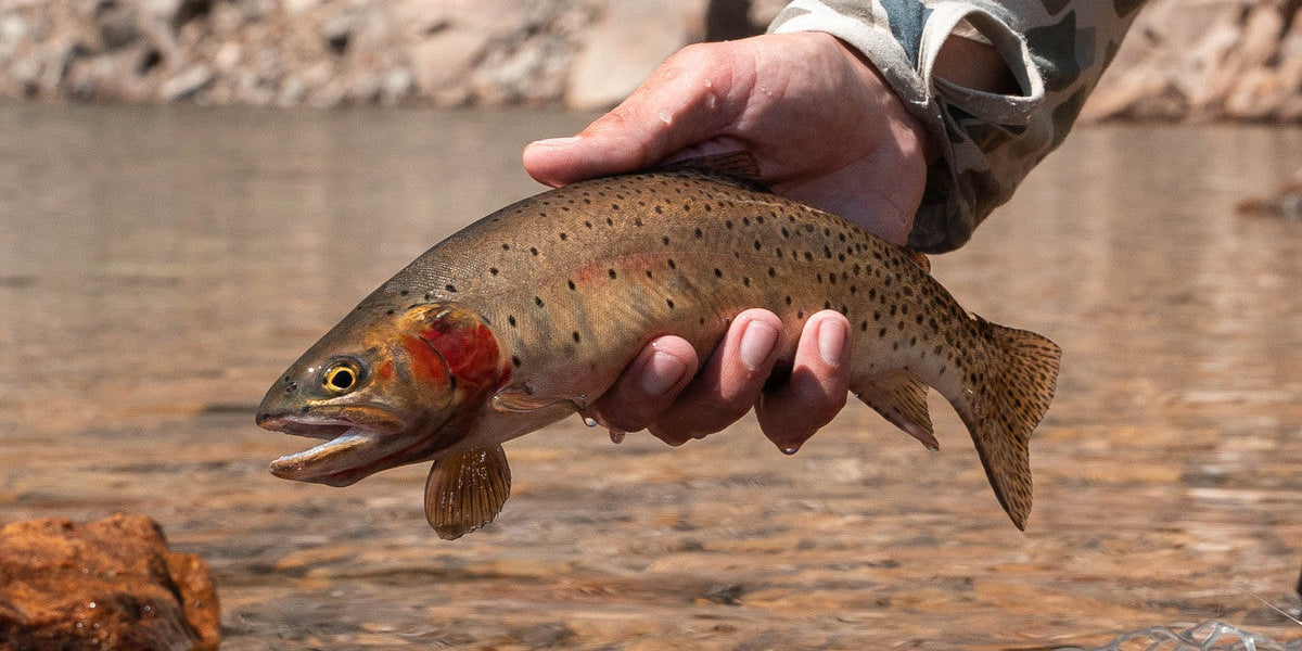 3 Things to Remember When Fishing High Alpine Lakes