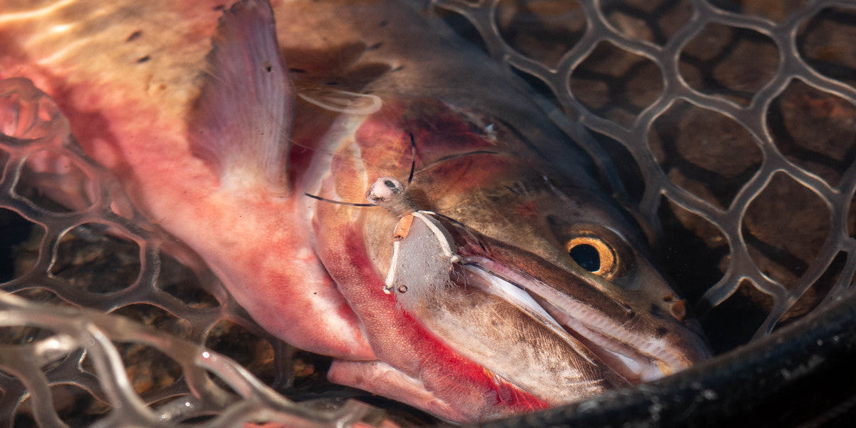 Fly Fishing Using Terrestrials: Know the Bugs and How to Fish Them