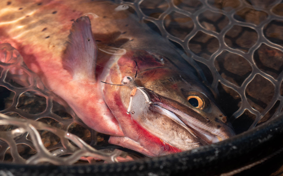 Fly Fishing Using Terrestrials: Know the Bugs and How to Fish Them