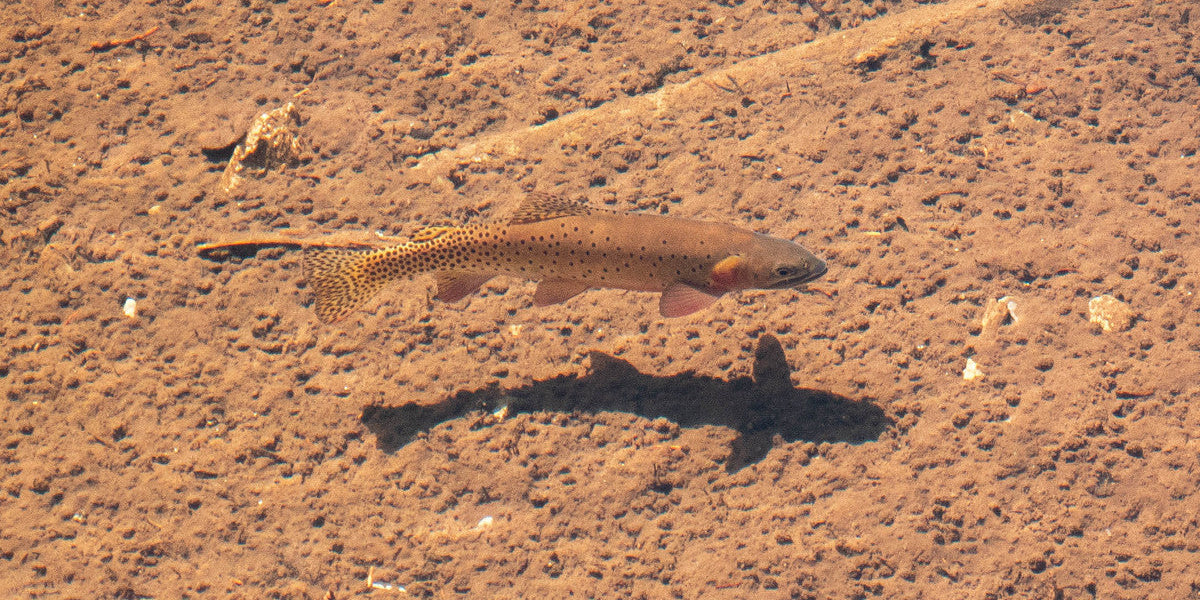 Colorado Summer Fishing Destinations In Our Own Backyard
