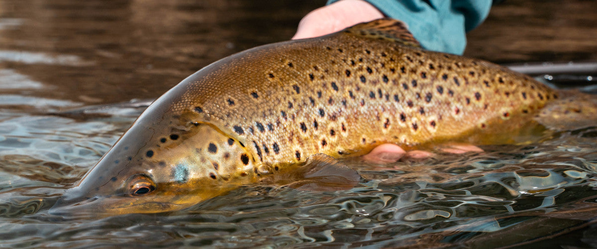 Check Out These Articles and Videos for Winter Fly Fishing Tips