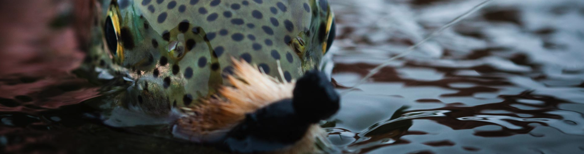 Alaska The Way You Imagined, Fishing with Aniak River Lodge