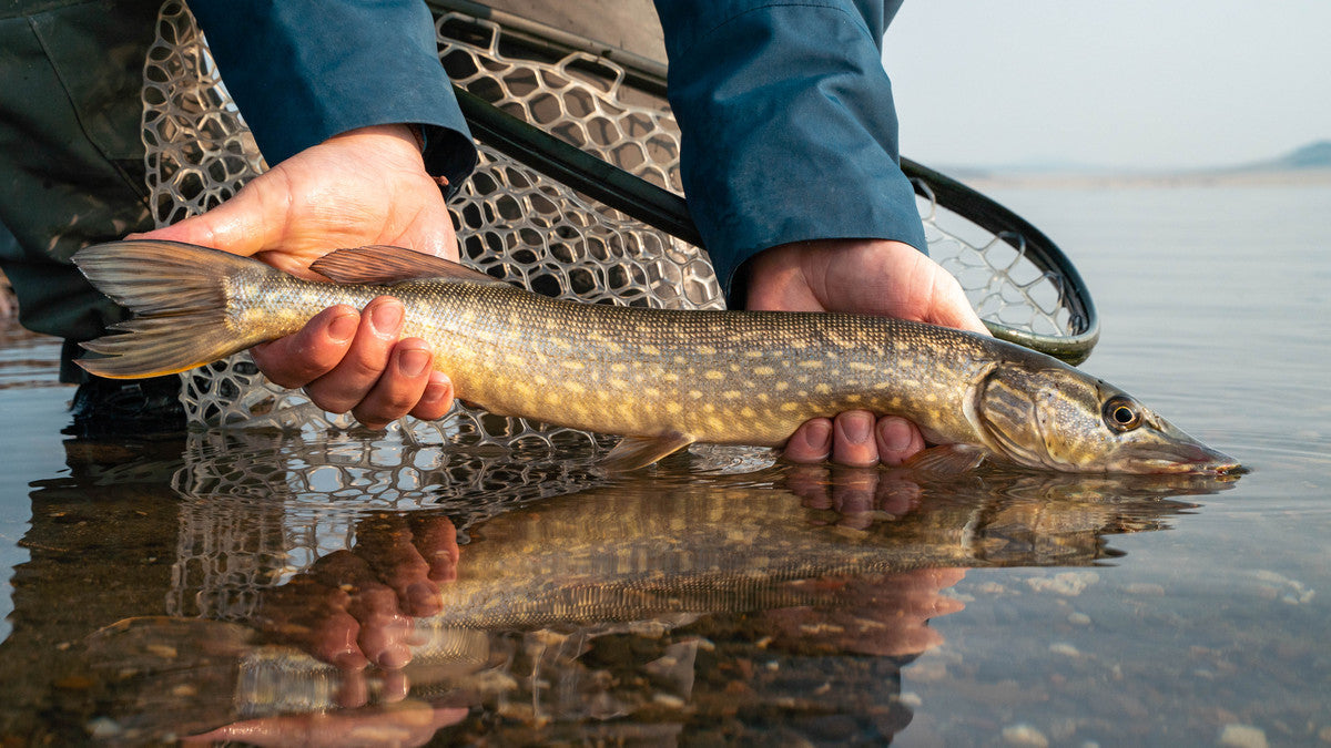 6 Tips for Fall Fly Fishing in Colorado