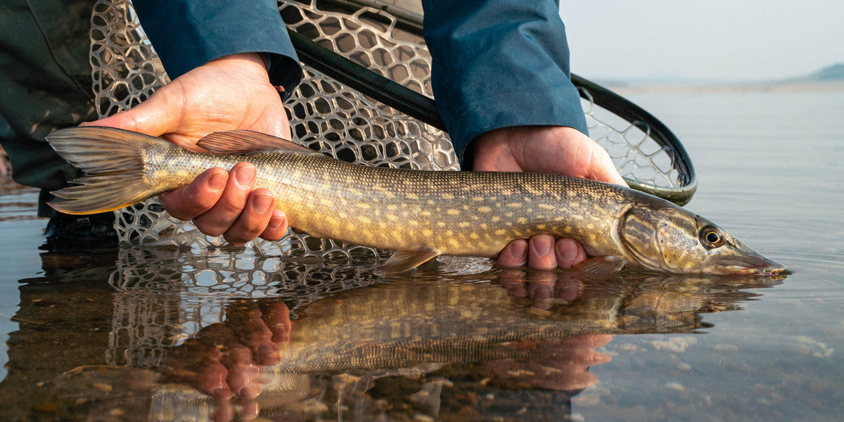 6 Tips for Fall Fly Fishing in Colorado