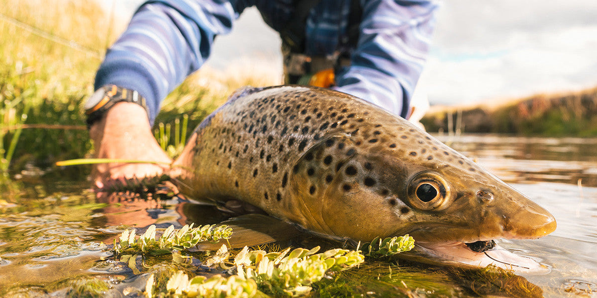 An Intro to Dry Fly Fishing: Tackle, Tips & Tactics