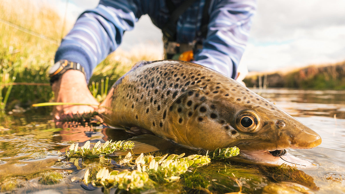 An Intro to Dry Fly Fishing: Tackle, Tips & Tactics