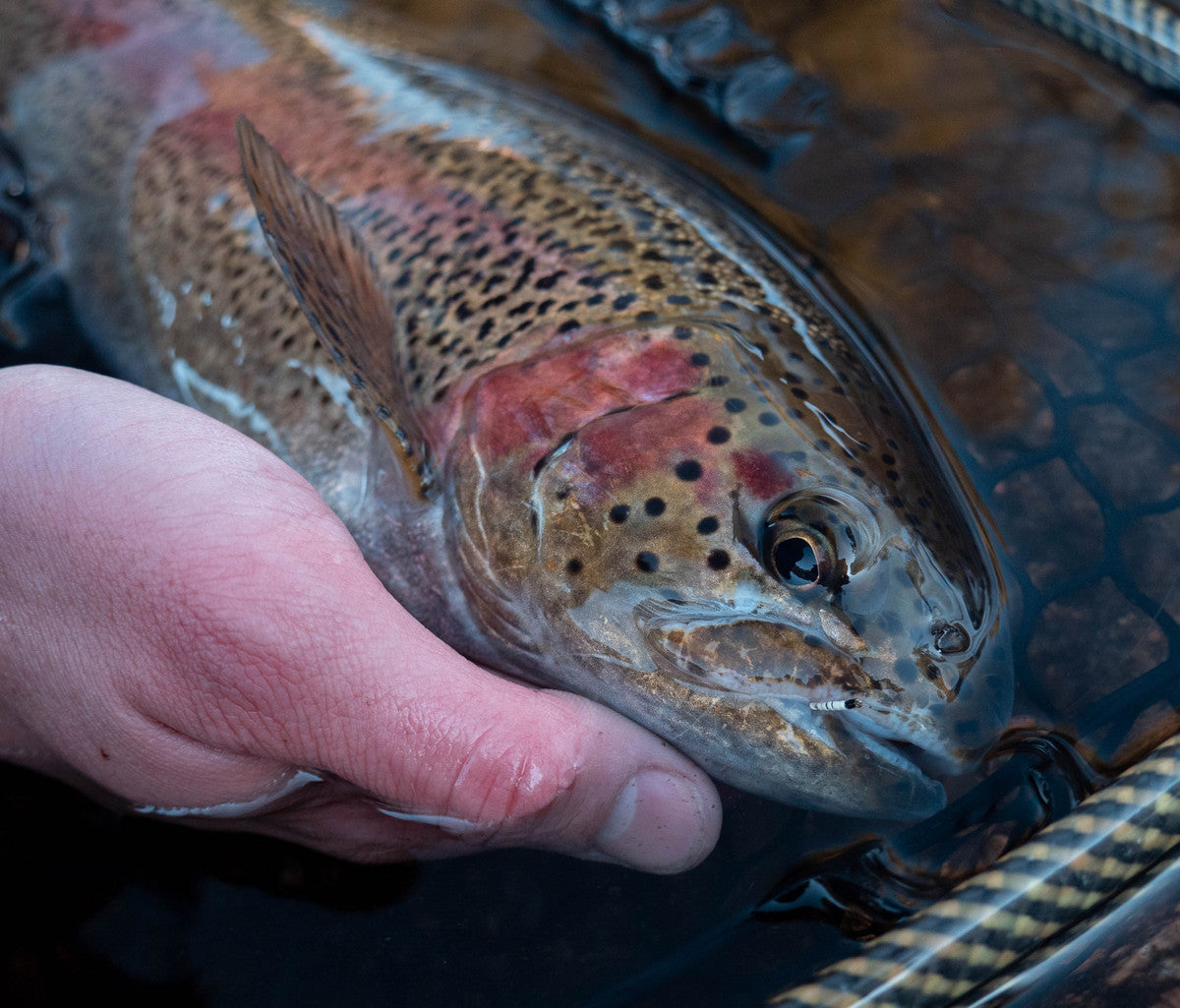 9 Of Our Favorite Flies for the Winter-Spring Transition