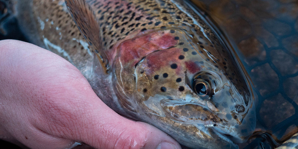 9 Of Our Favorite Flies for the Winter-Spring Transition
