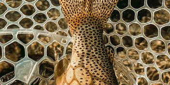 Trout Tour Film Night @ Anglers All Littleton