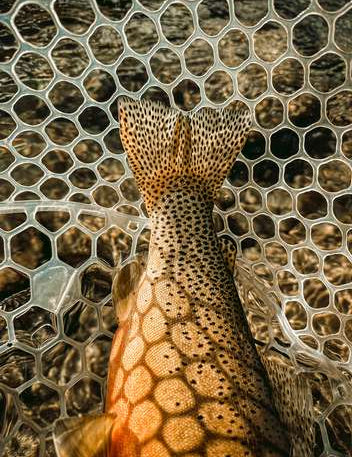 Trout Tour Film Night @ Anglers All Littleton