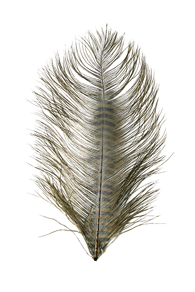 Montana Fly Company Barred Ostrich Plumes