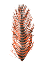 Montana Fly Company Barred Ostrich Plumes