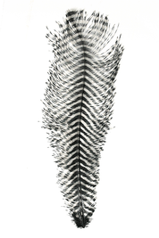 Montana Fly Company Barred Ostrich Plumes
