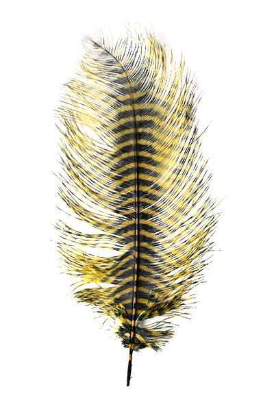 Montana Fly Company Barred Ostrich Plumes