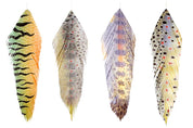 MFC - Galloup's Fish Feathers