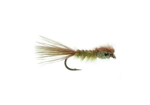 No Name Damsel Fly