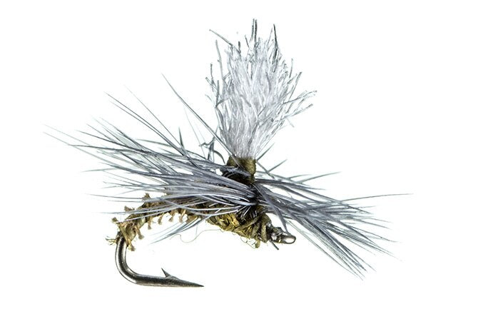 Christiaens' GT Adult - MFC Fly